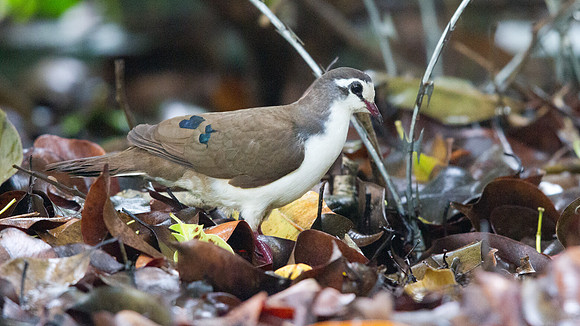 Tambourine Dove (Turtur tympanistria)