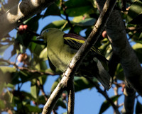 Philippine green pigeon (Treron axillaris)