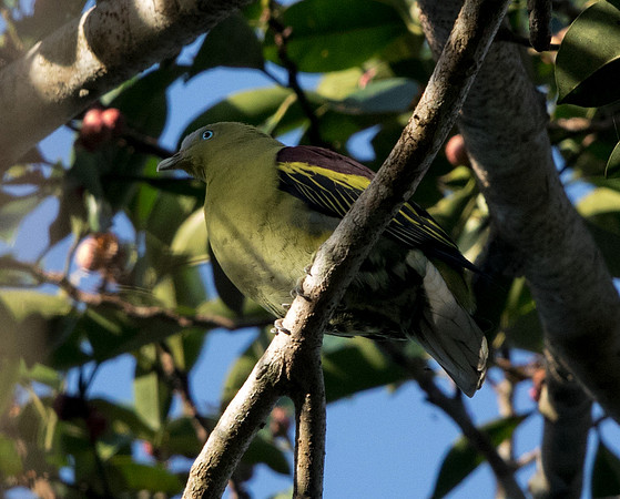 Philippine green pigeon (Treron axillaris)