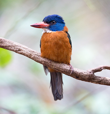 Green-backed kingfisher (Actenoides monachus) Male