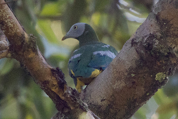 Grey-headed fruit dove (Ptilinopus hyogastrus)