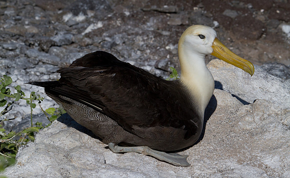 Waved Albatross (Phoebastria irrorata)
