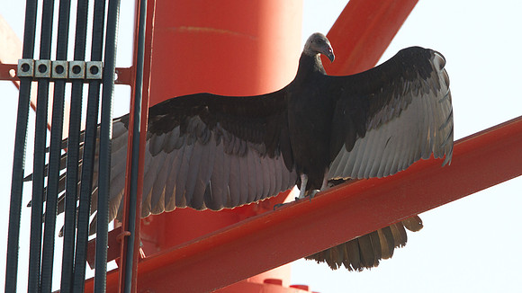 Turkey Vulture (Cathartes aura)