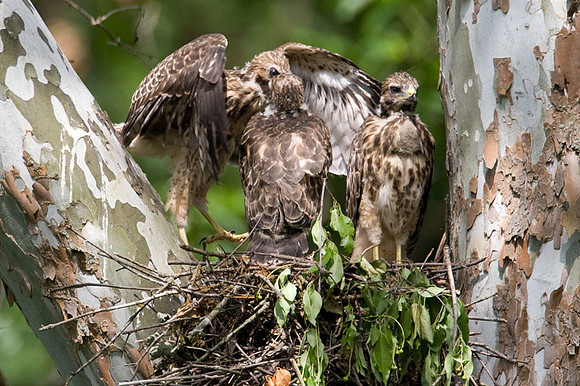 Red-shouldered Hawk (Buteo lineatus) juvenile