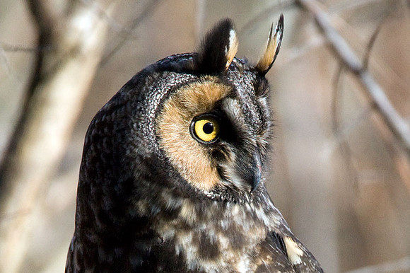 Long-eared Owl (Asio otus)
