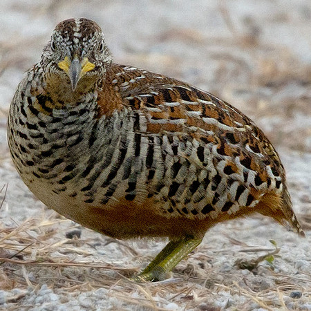 Barred Buttonquail (Turnix suscitator)