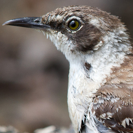 Galápagos Mockingbird (Mimus parvulus)