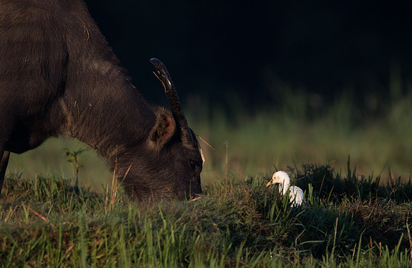 Cattle egret (Bubulcus ibis)