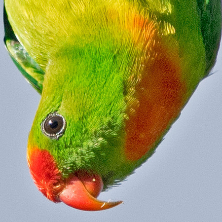 Philippine hanging parrot (Loriculus philippensis)
