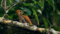 Greater flameback (Chrysocolaptes guttacristatus)  Female