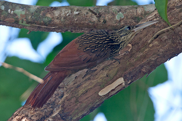 Ivory-billed Woodcreeper (Xiphorhynchus flavigaster)