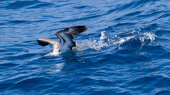 Brown Booby (Sula leucogaster)