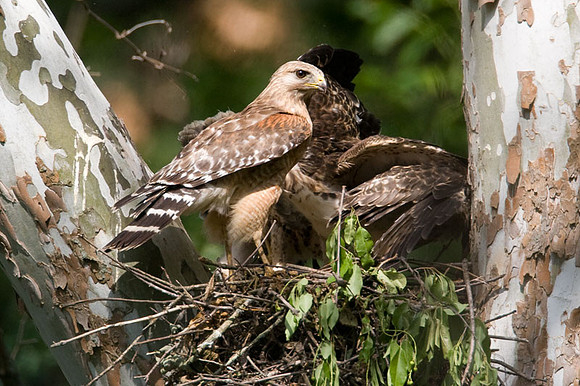 Red-shouldered Hawk (Buteo lineatus) adult and juvenile