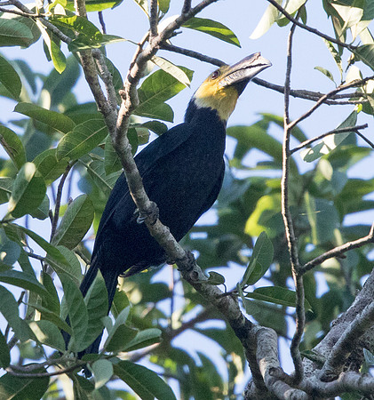 Sulawesi hornbill (Penelopides exarhatus) Male
