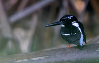 Southern silvery kingfisher (Ceyx argentatus)