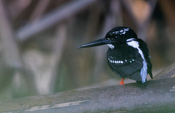 Southern silvery kingfisher (Ceyx argentatus)