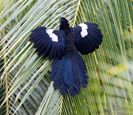 Goliath coucal (Centropus goliath)