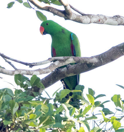 Eclectus parrot (Eclectus roratus) male