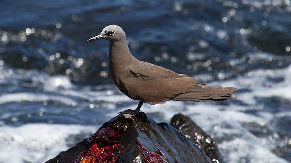 Brown Noddy (Anous stolidus)