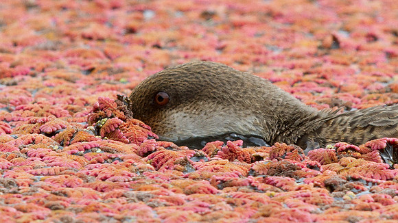 White-cheeked Pintail (Anas bahamensis) Female