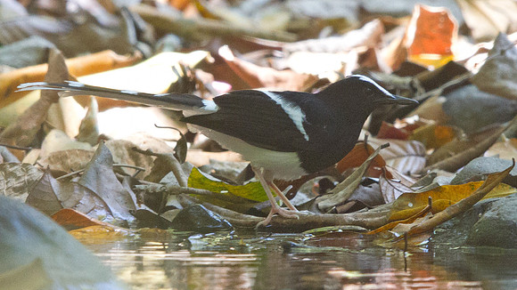 White-crowned forktail (Enicurus leschenaulti)