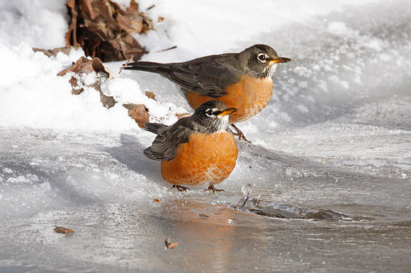 American Robin (Turdus migratorius) also known as North American Robin