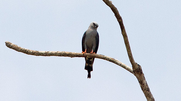 Plumbeous Kite (Ictinia plumbea)