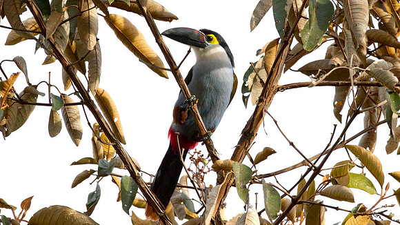 Black-billed Mountain Toucan (Andigena nigrirostris)