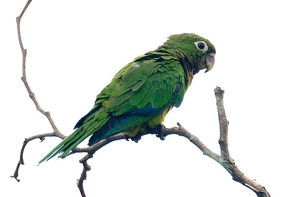 Olive-throated Parakeet (Aratinga nana)