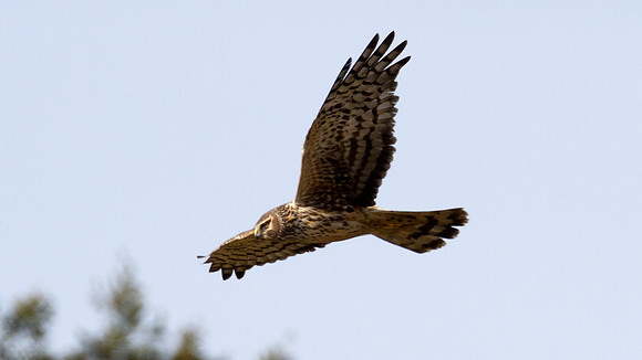 Hen Harrier (Circus cyaneus) also known as Northern Harrier