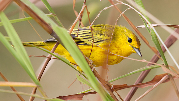 Yellow Warbler (Setophaga petechial)