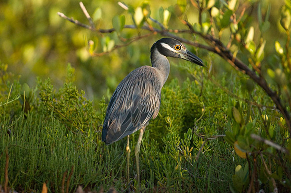 Black-crowned Night-Heron (Nycticorax nycticorax)