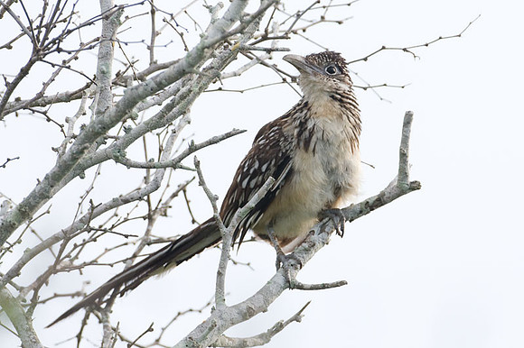 Lesser Roadrunner (Geococcyx velox)