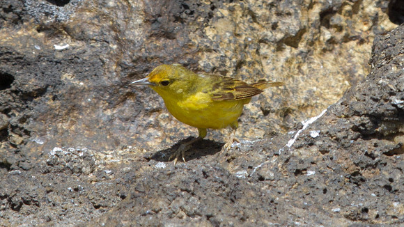 Yellow Warbler (Setophaga petechial)