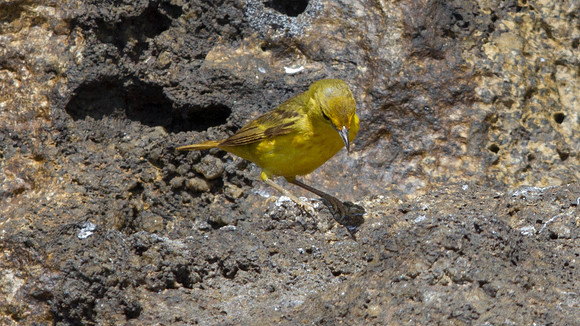 Yellow Warbler (Setophaga petechial)