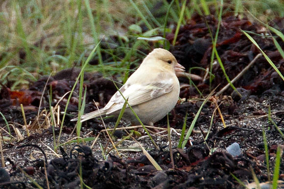 Chaffinch (Fringilla coelebs) albino