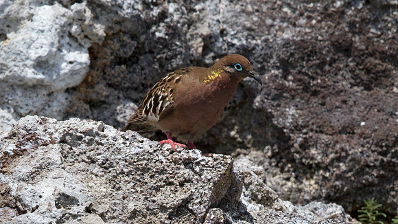 Galápagos Dove (Zenaida galapagoensis) Endemic
