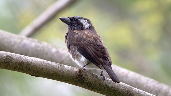 White-eared Barbet (Stactolaema leucotis)