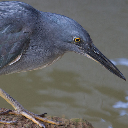 Lava Heron (Butorides sundevalli)