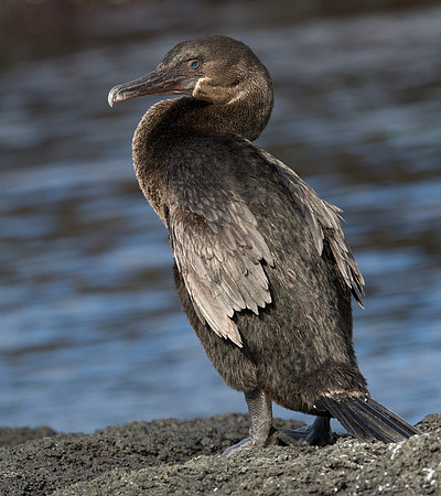 Flightless Cormorant (Phalacrocorax harrisi) Endemic