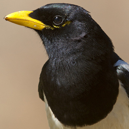 Yellow-billed Magpie (Pica nuttalli)