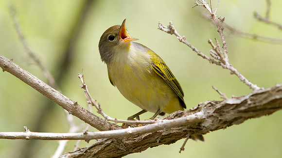 Yellow Warbler (Setophaga petechial)