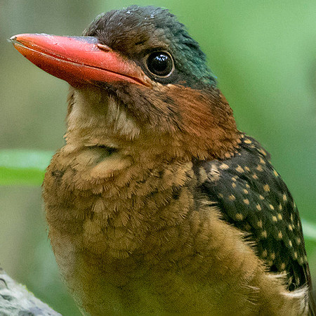 Hombron's kingfisher (Actenoides hombroni) Female