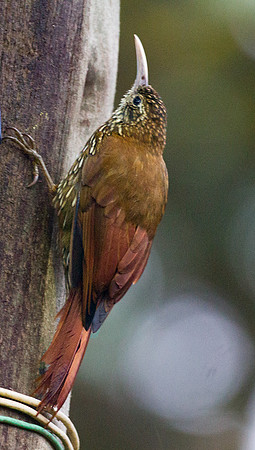 Montane Woodcreeper (Lepidocolaptes lacrymiger)