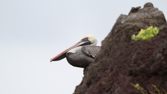 Brown Pelican (Pelecanus occidentalis)