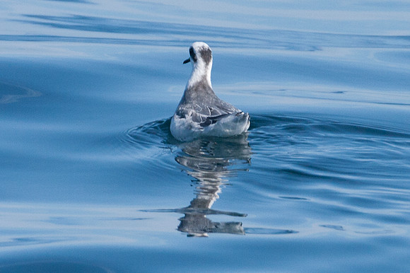 Red-necked Phalarope (Phalaropus lobatus)