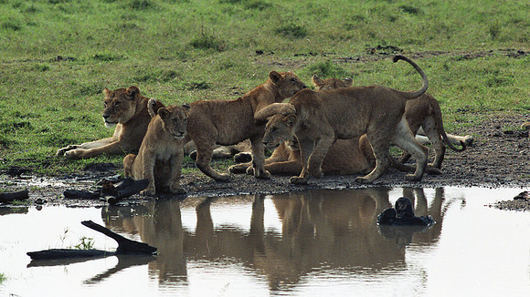 1988 Africa Lion cubs img445