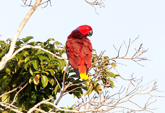 Eclectus parrot (Eclectus roratus) female