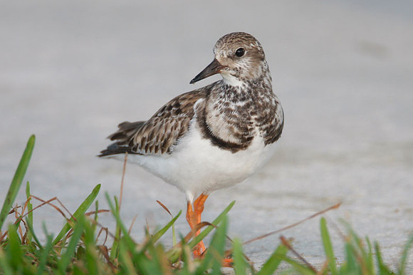 Ruddy Turnstone (Arenaria interpres)