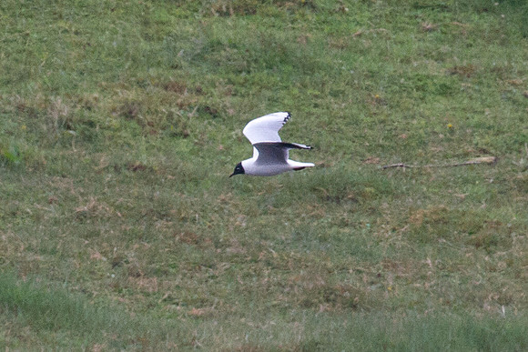 Andean Gull (Chroicocephalus serranus)